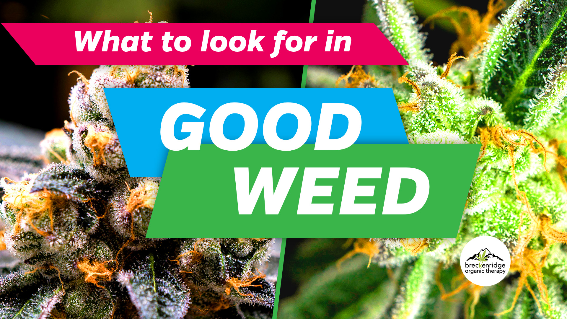 What to look for in good weed article graphic