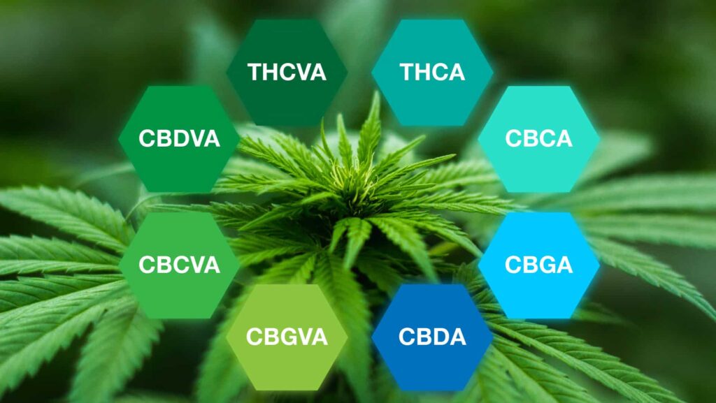 Common cannabinoid acids found in cannabis.