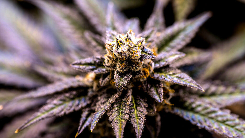 Organic-purple-medical-cannabis