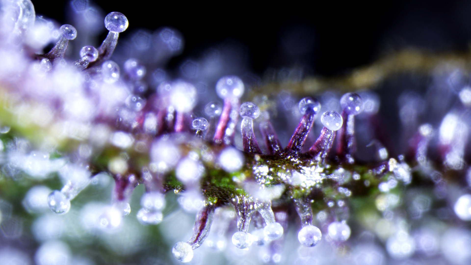 A magnified close-up trichomes on a cannabis plant