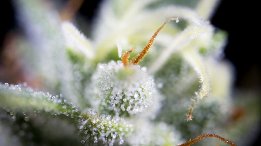 Bulbous trichomes pop up all over the surface of the plant.