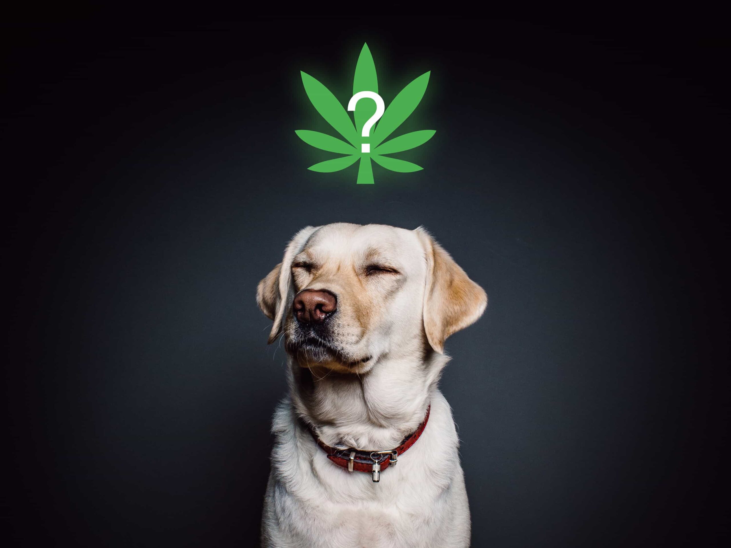 dog with cannabis above his head