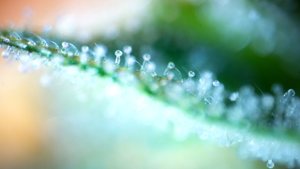 Capitate-sessile trichomes are smaller than the capitate stalked trichomes