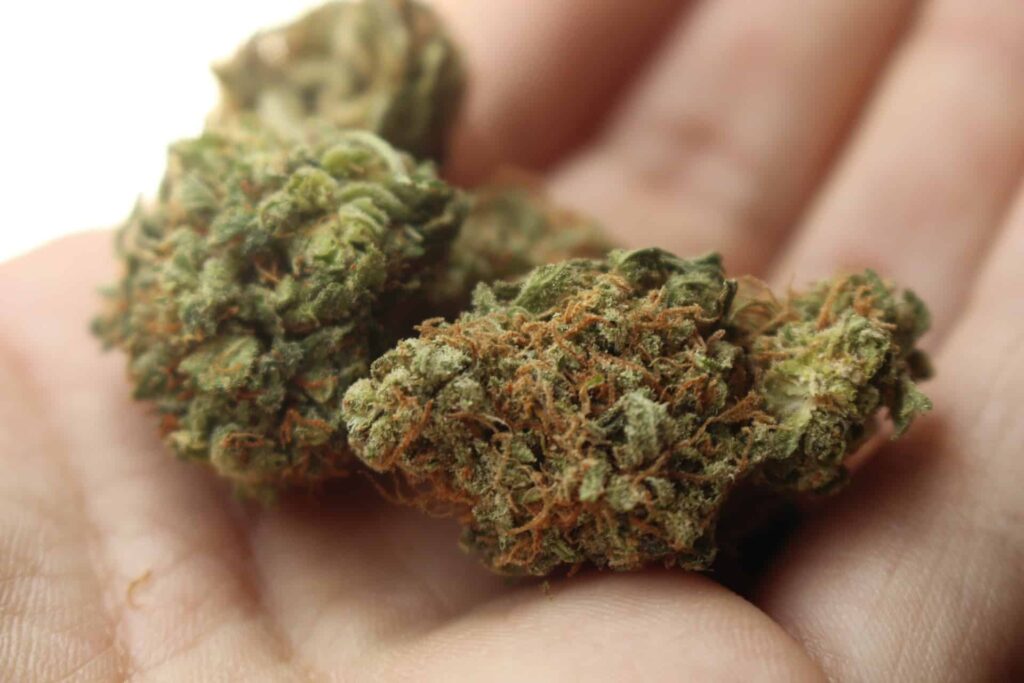 image of high quality cannabis buds