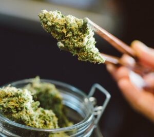 holding a marijuana nug