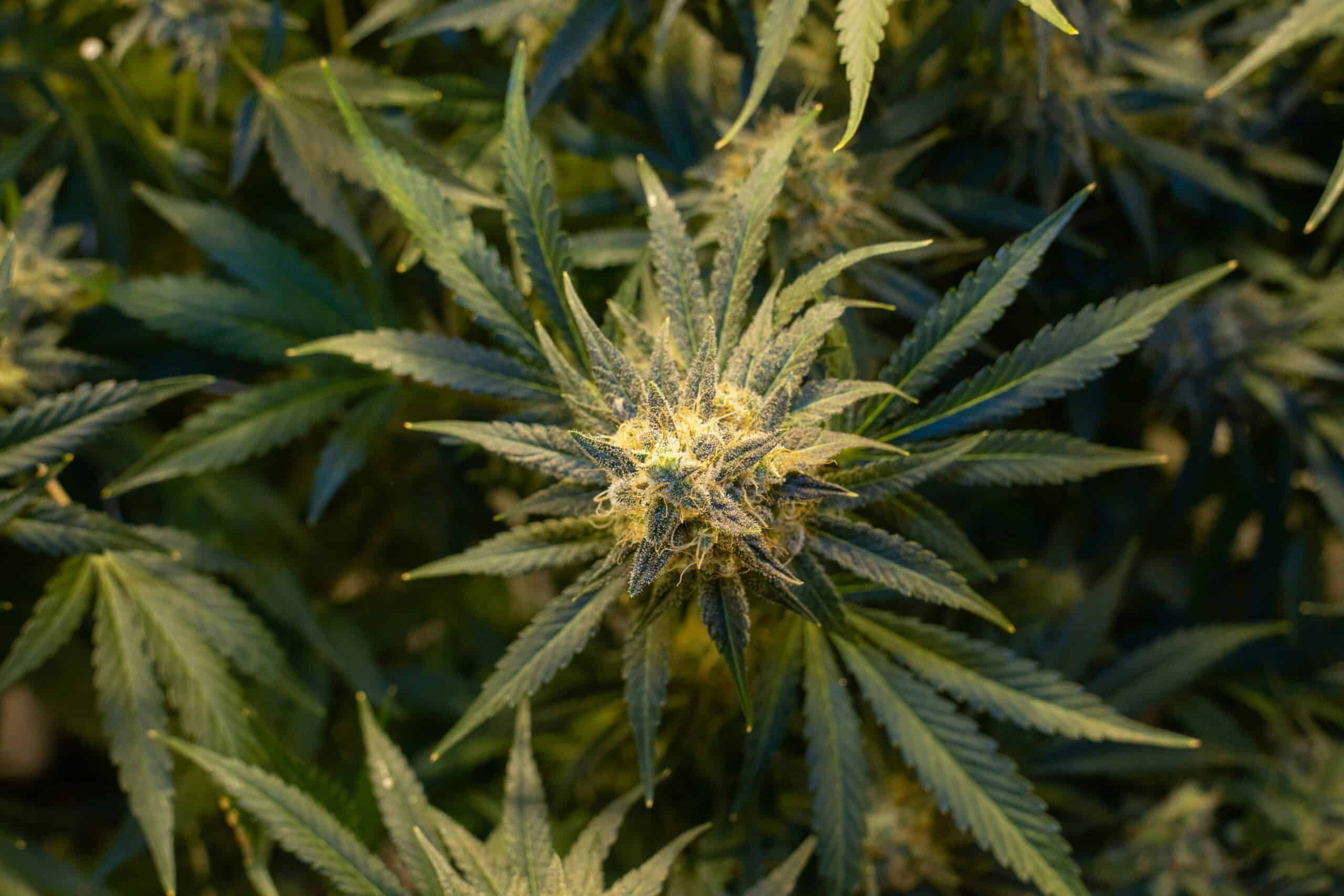 cannabis plant