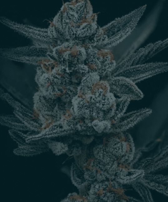 flower plant