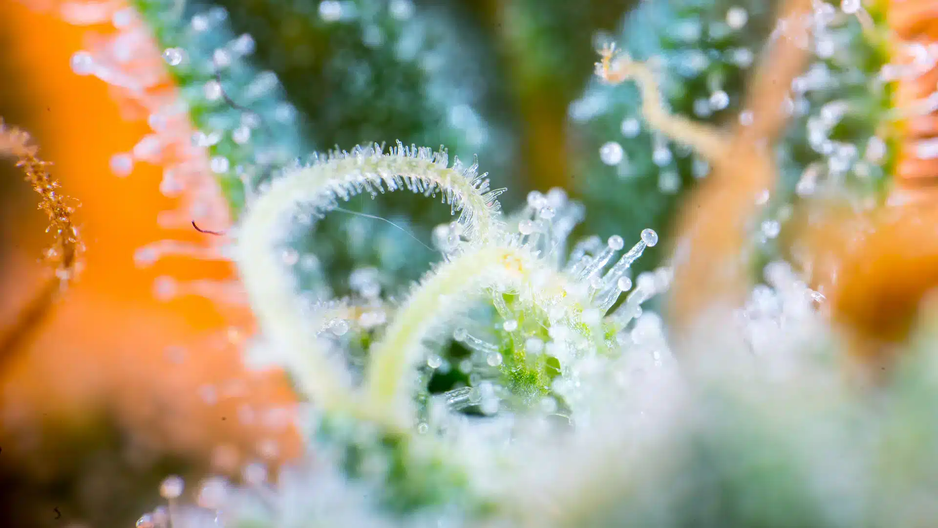 Close up of marijuana