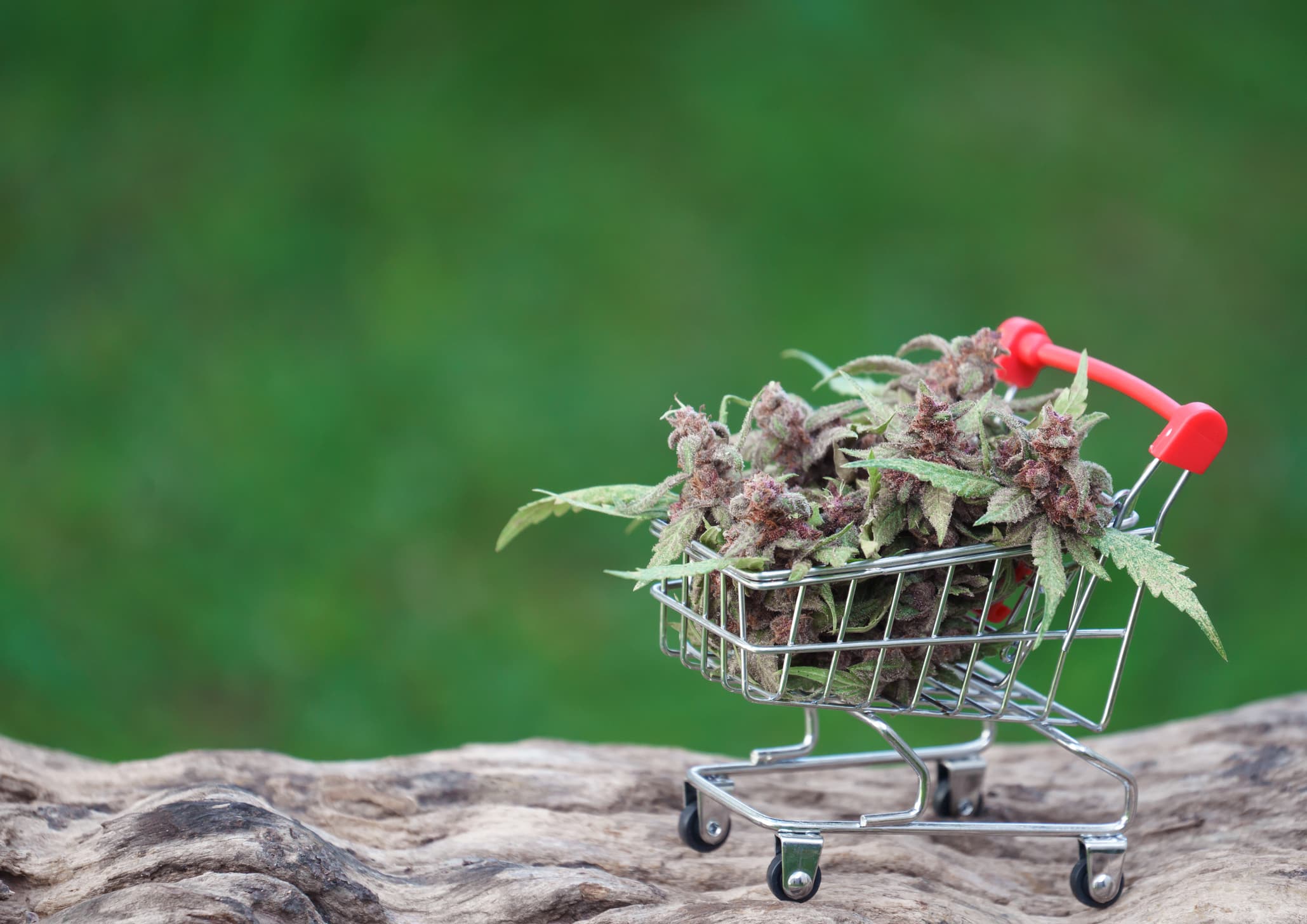 Close up of flowering cannabis plant in trolley