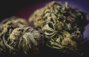 Macro photo of Marijuana buds